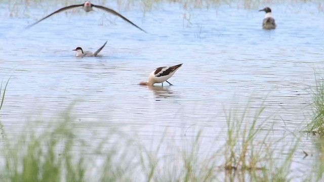 Avocette d'Amérique - ML488543971