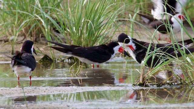 Black Skimmer - ML488544091