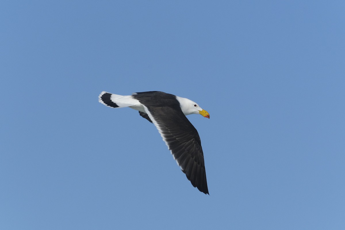Pacific Gull - ML488544241