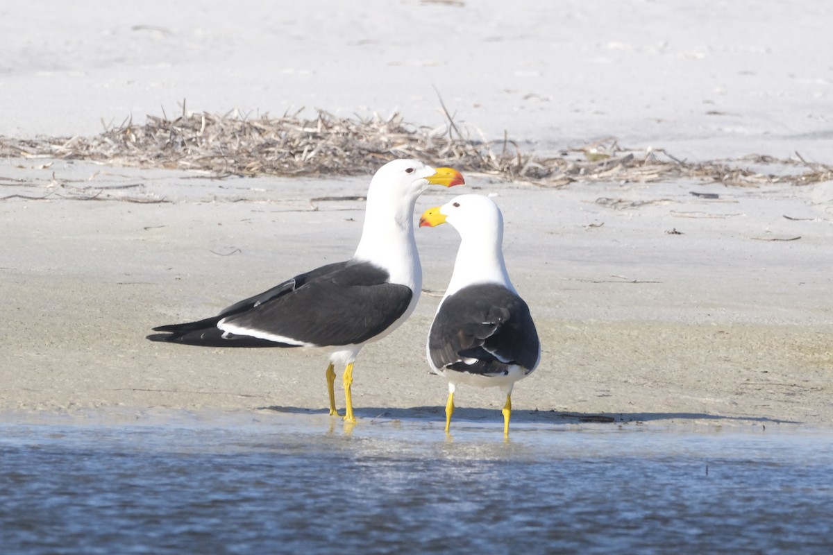 Pacific Gull - ML488544251