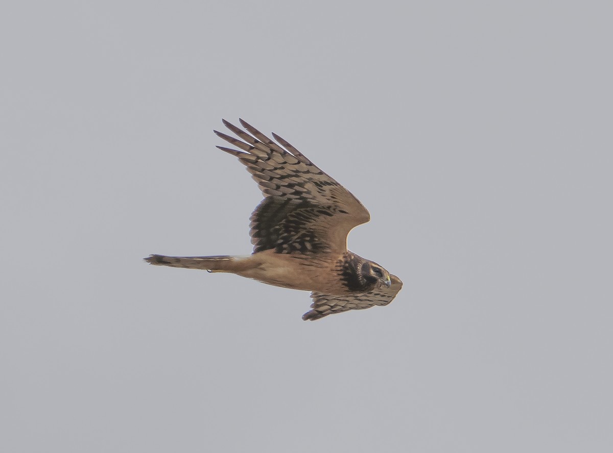 Northern Harrier - Mike Wheeler