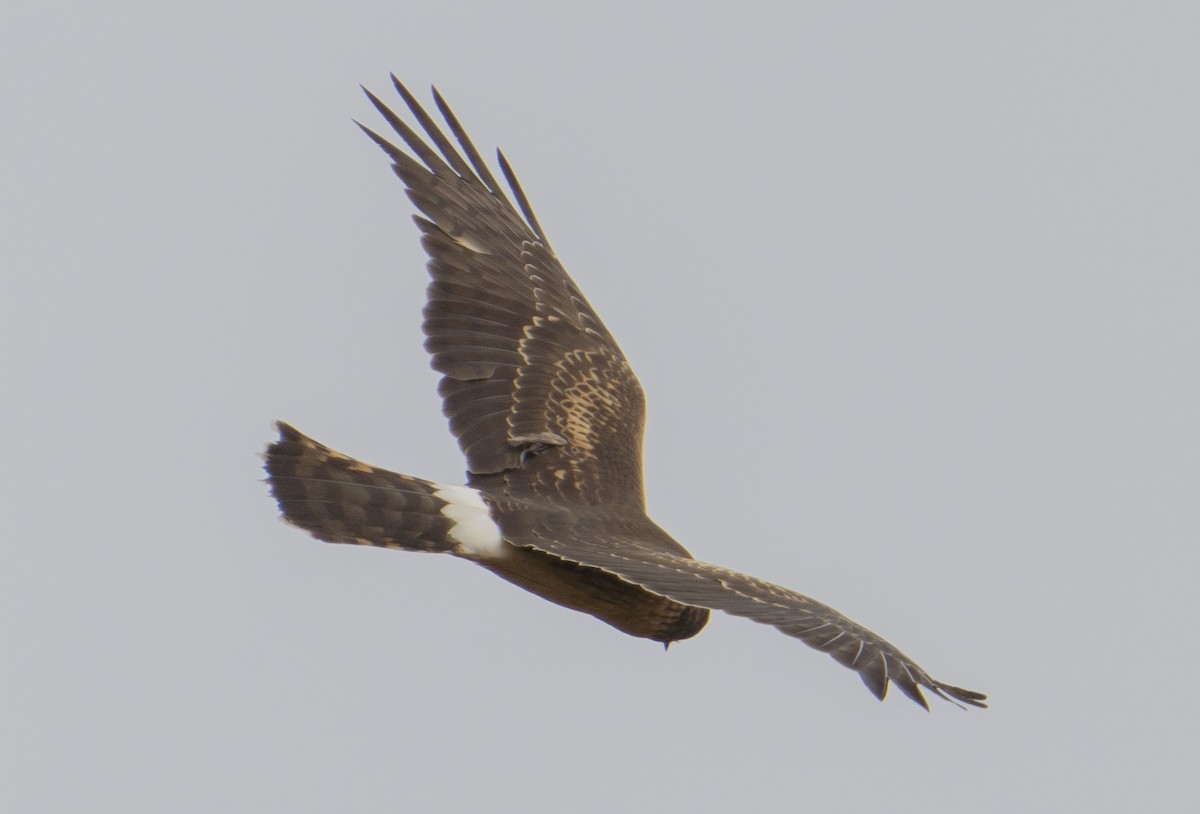 Northern Harrier - ML488545891