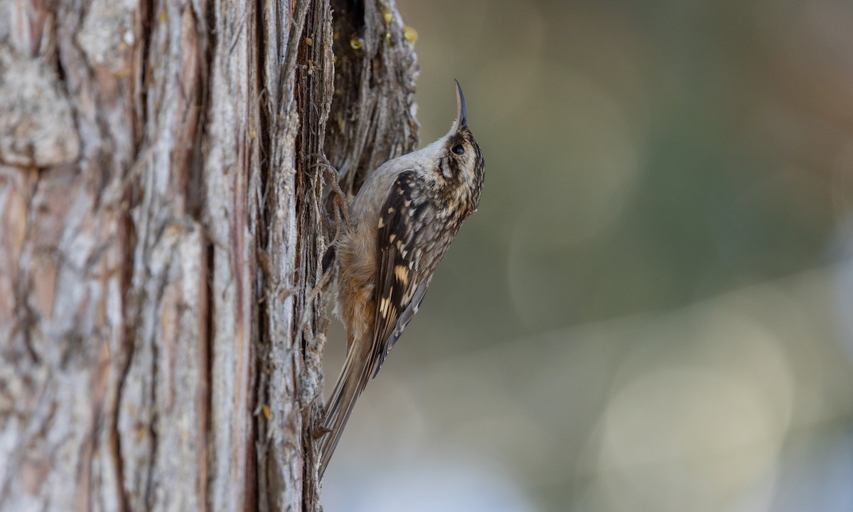 Brown Creeper (occidentalis Group) - ML488546061