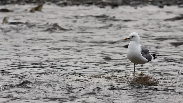Short-billed Gull - ML488547