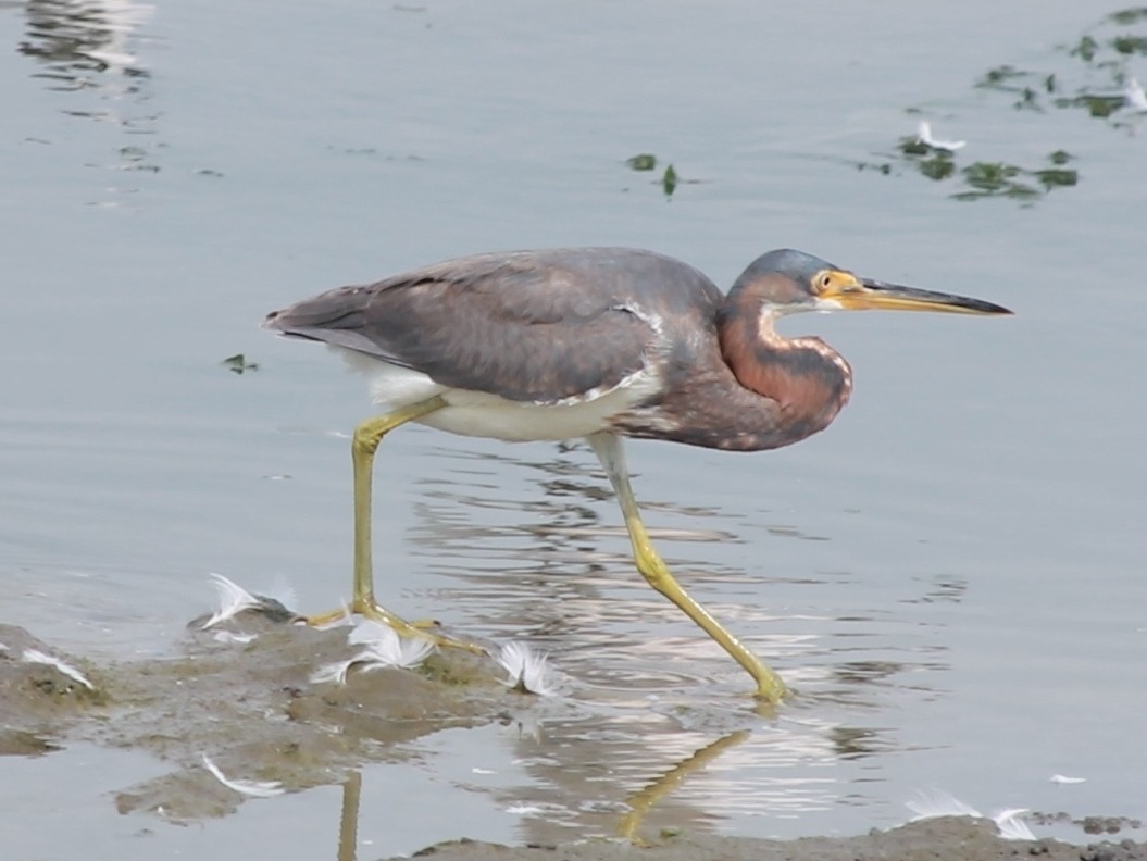 Tricolored Heron - ML48854701