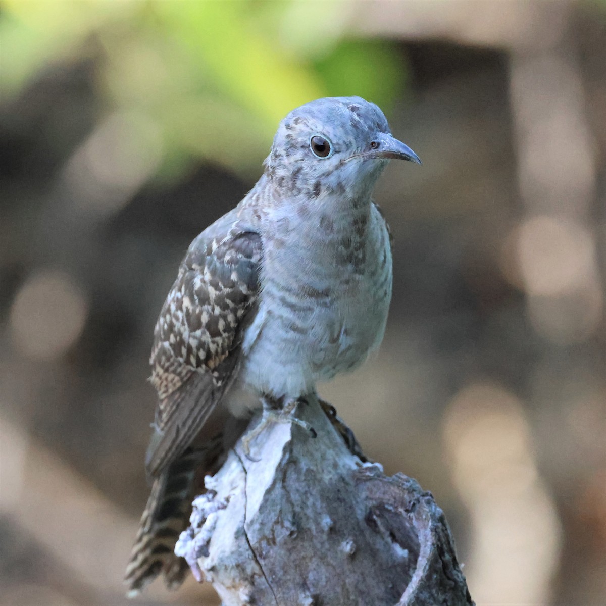 Brush Cuckoo - Mark and Angela McCaffrey