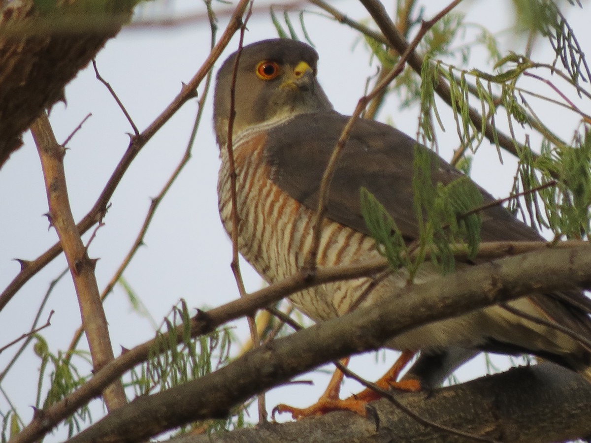 Little Sparrowhawk - James Bradley