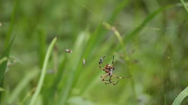 Dragonflies and Damselflies - ML488549