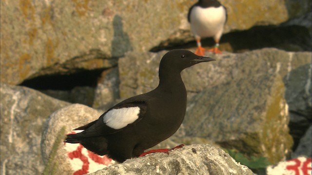 Black Guillemot - ML488550