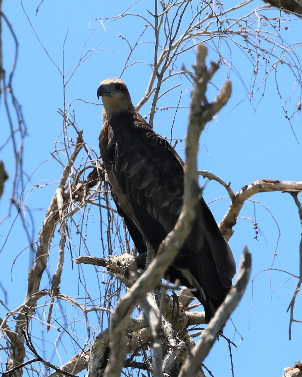 White-bellied Sea-Eagle - ML488550401