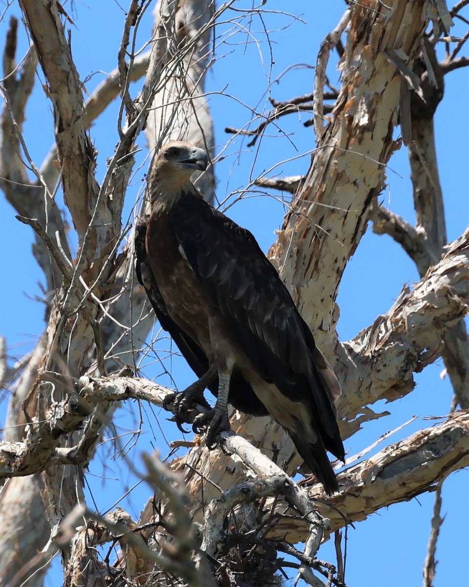 White-bellied Sea-Eagle - ML488550411