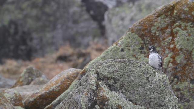 Least Auklet - ML488551