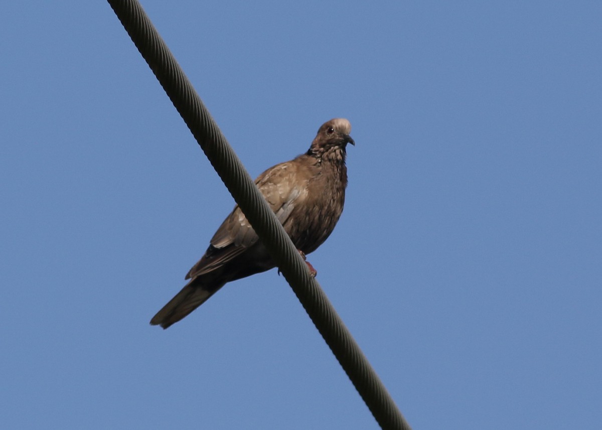 Eurasian Collared-Dove - ML488551071