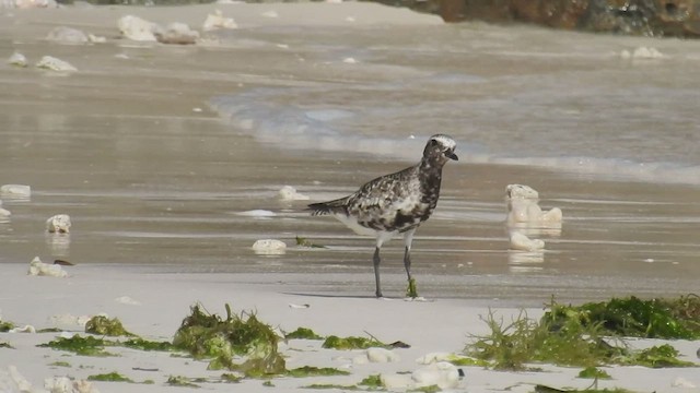 Black-bellied Plover - ML488551201