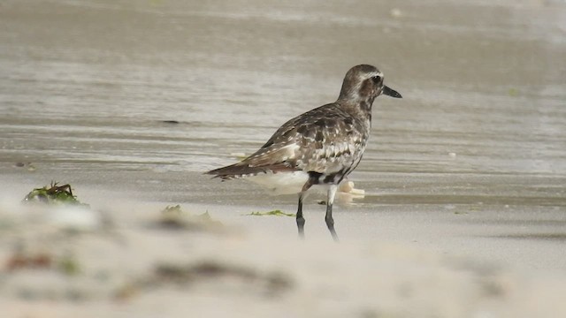 Black-bellied Plover - ML488551221