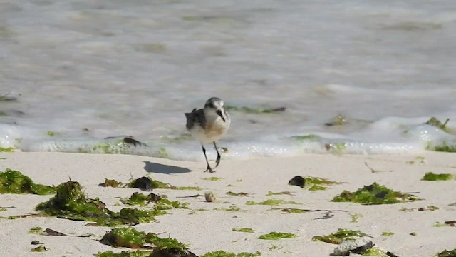 Sanderling - ML488551261