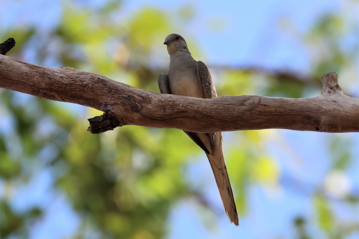 Diamond Dove - ML488551381