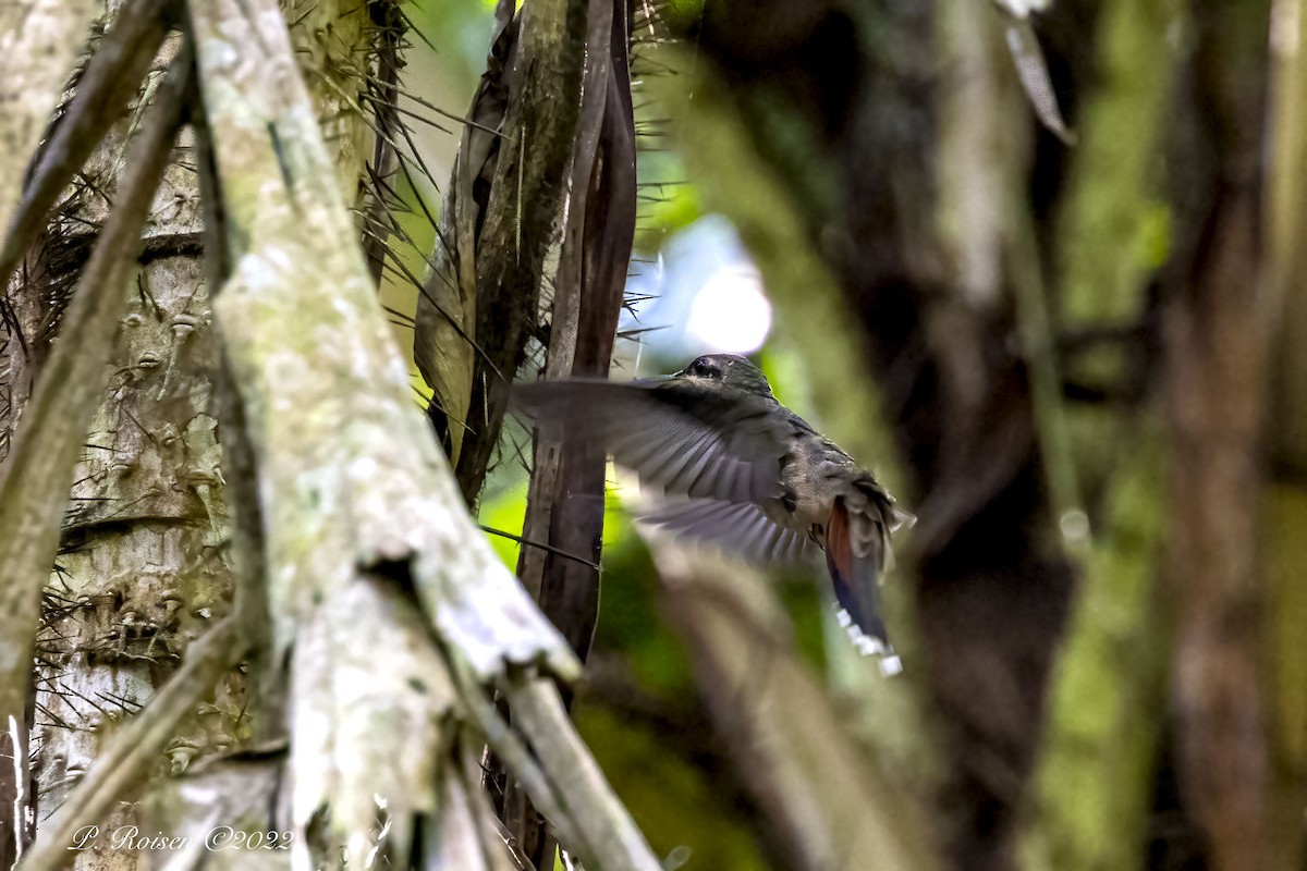 Rotschwanz-Schattenkolibri - ML488551391