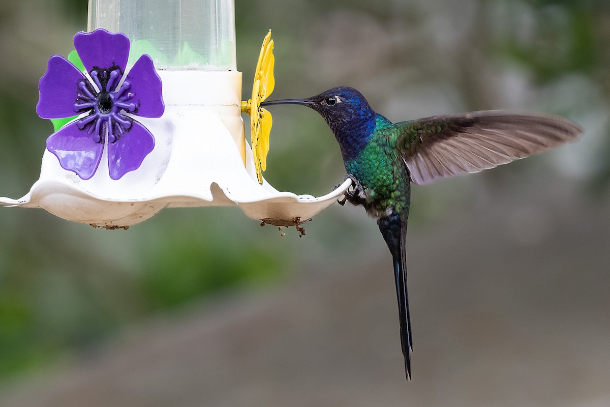 Swallow-tailed Hummingbird - Fernando Vidal Volpe
