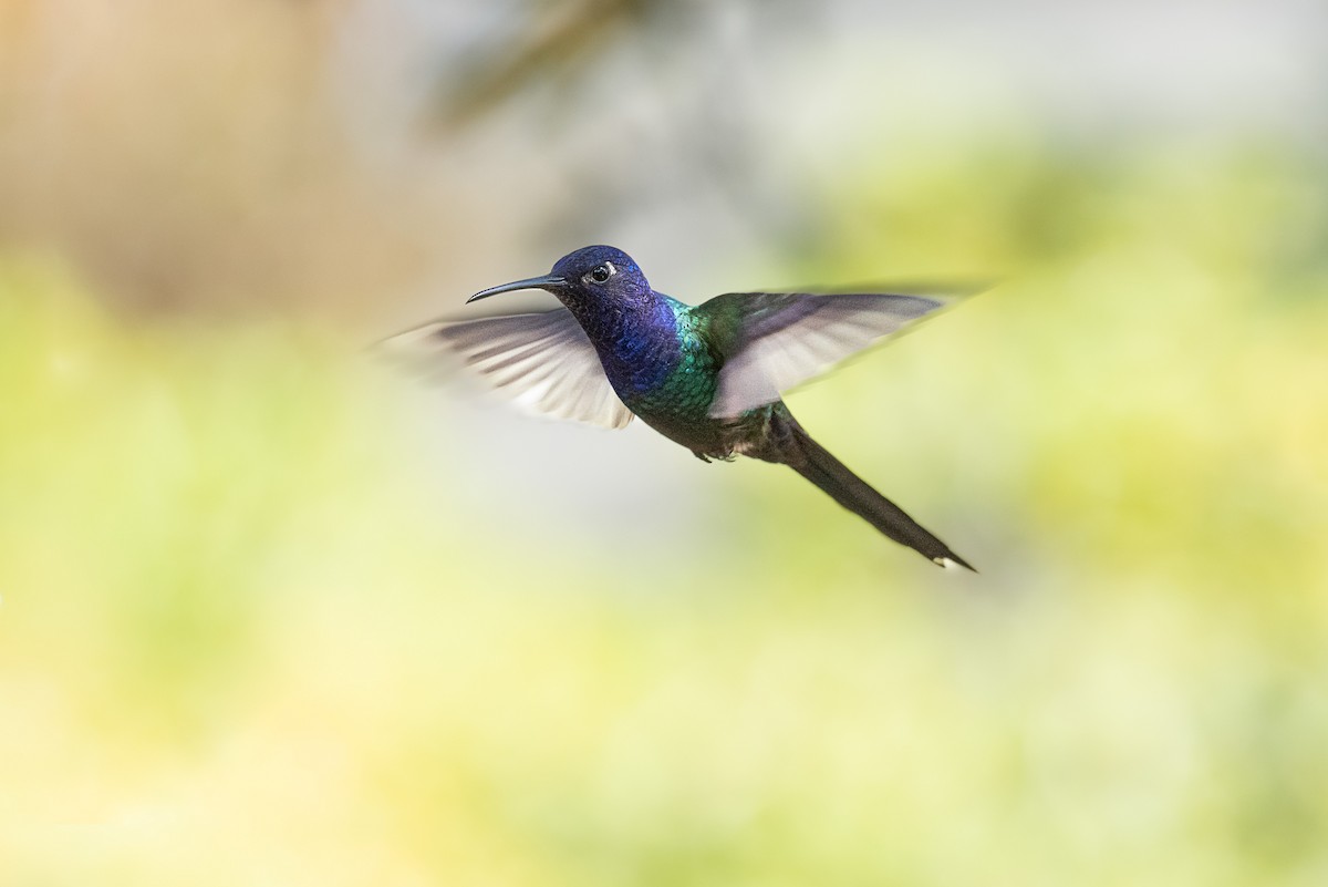 Swallow-tailed Hummingbird - Fernando Vidal Volpe