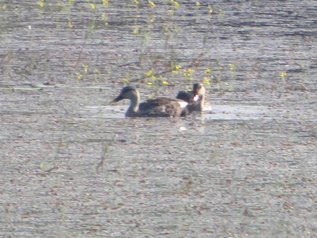 Indian Spot-billed Duck - ML488553991