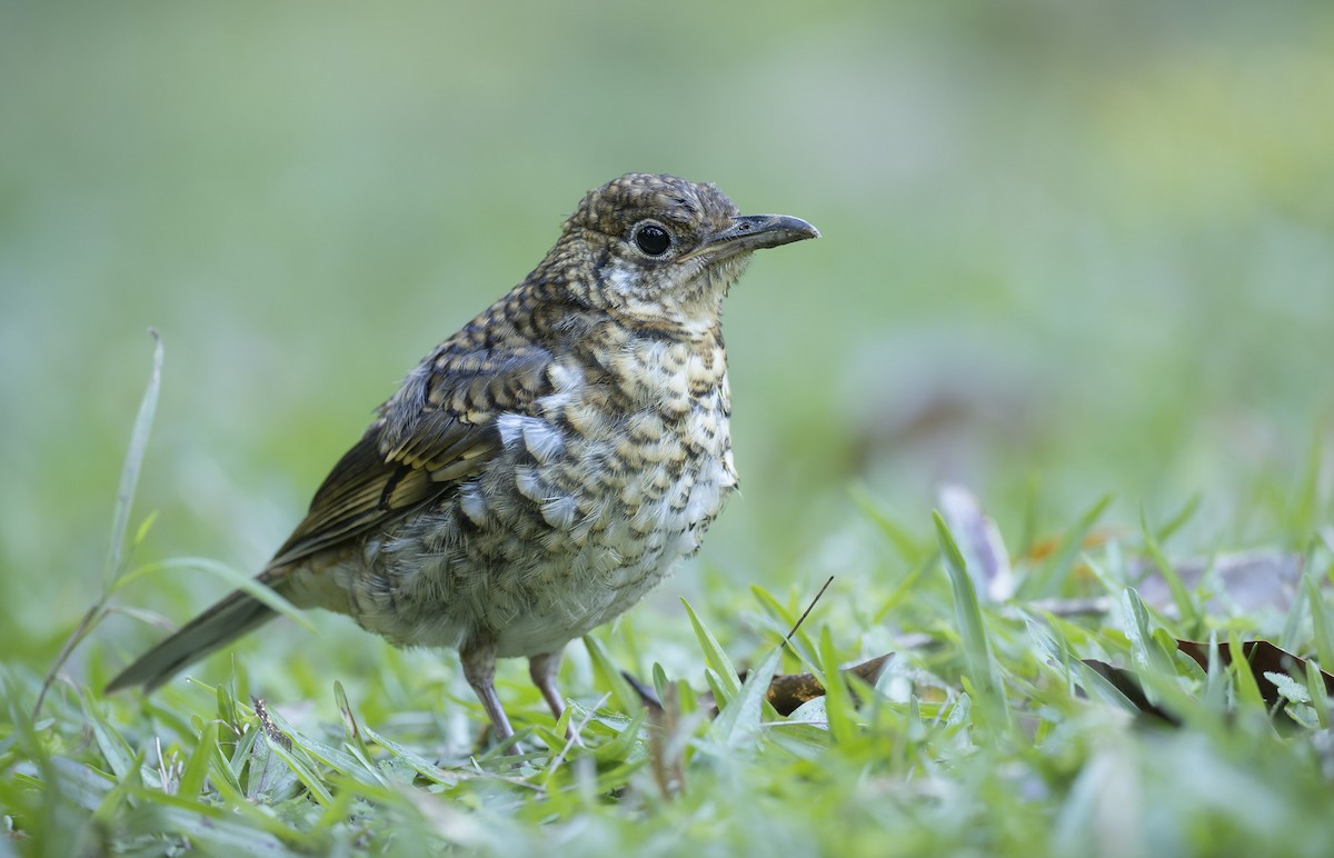 Russet-tailed Thrush - Barry Deacon