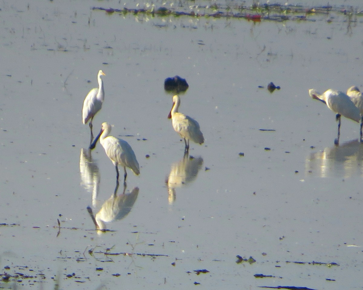 Eurasian Spoonbill - Geetha Anallur