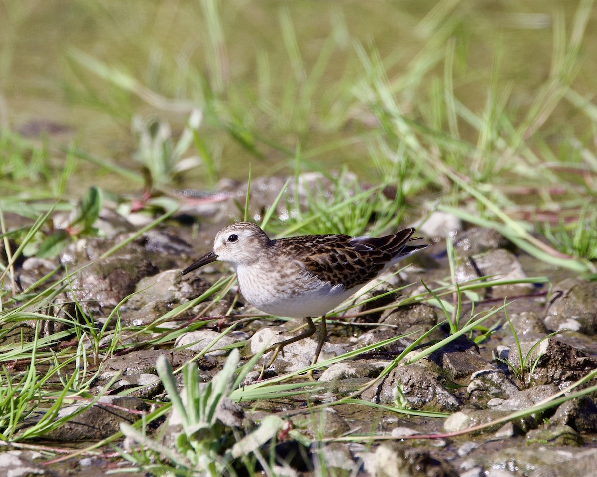 pygmésnipe - ML488555291