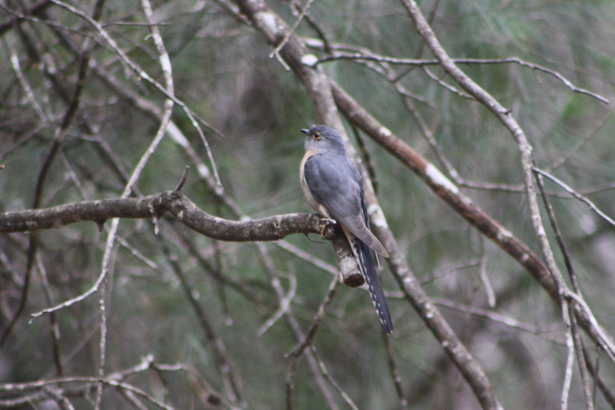 Fan-tailed Cuckoo - ML488555761