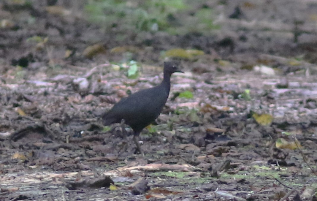 Dusky Megapode (Dusky) - ML488555951