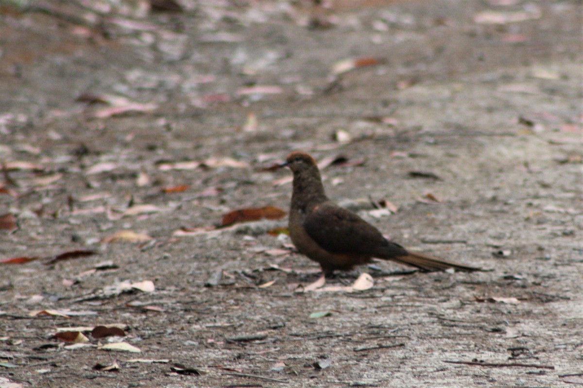 Brown Cuckoo-Dove - ML488556491
