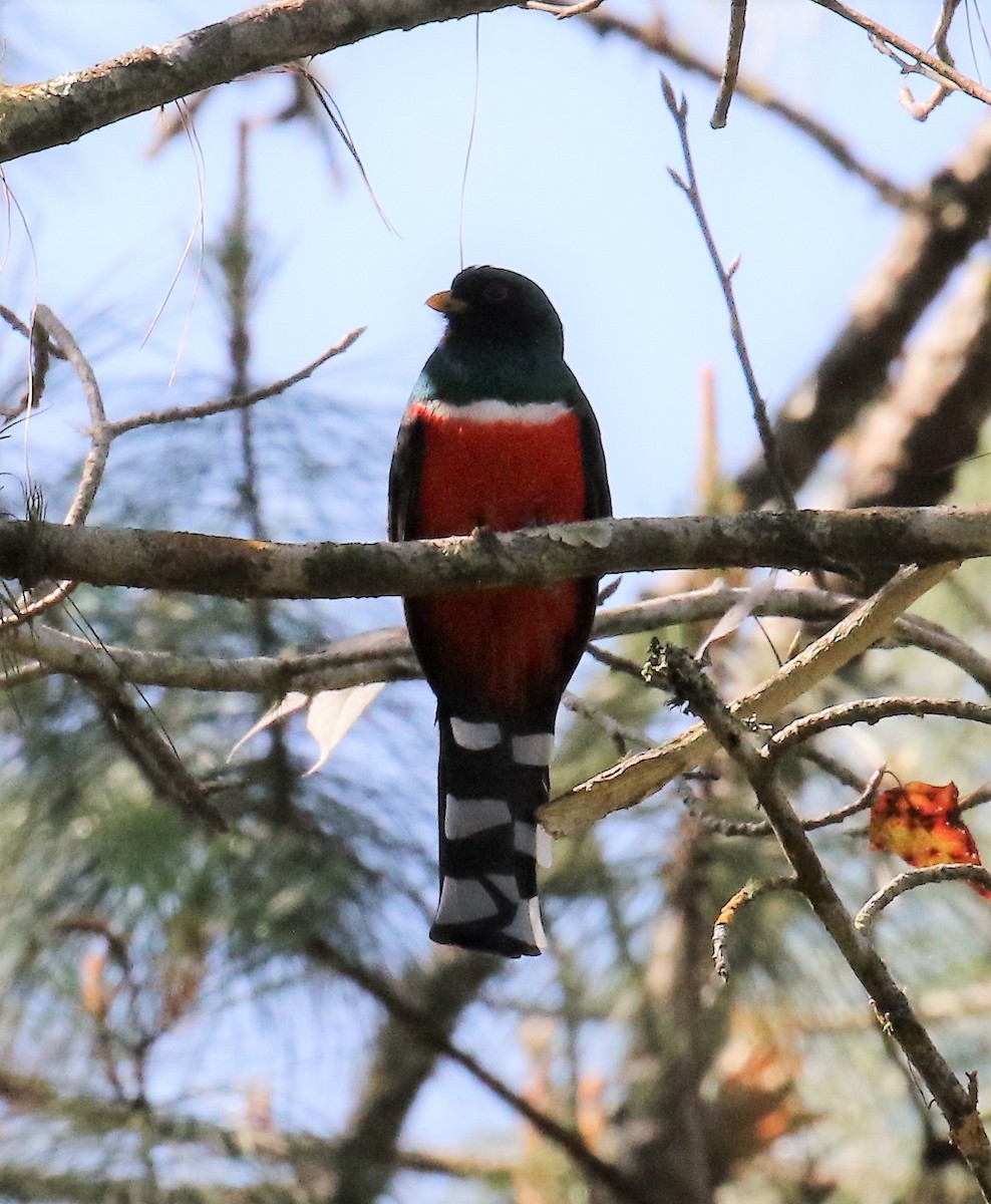 trogon mexický - ML48855741