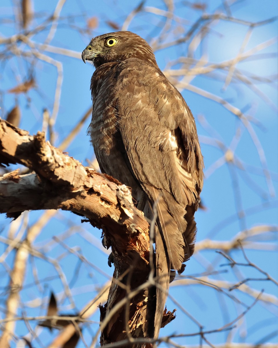 Brown Goshawk - ML488557911