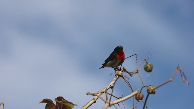 Picaflores Golondrina - ML488559621