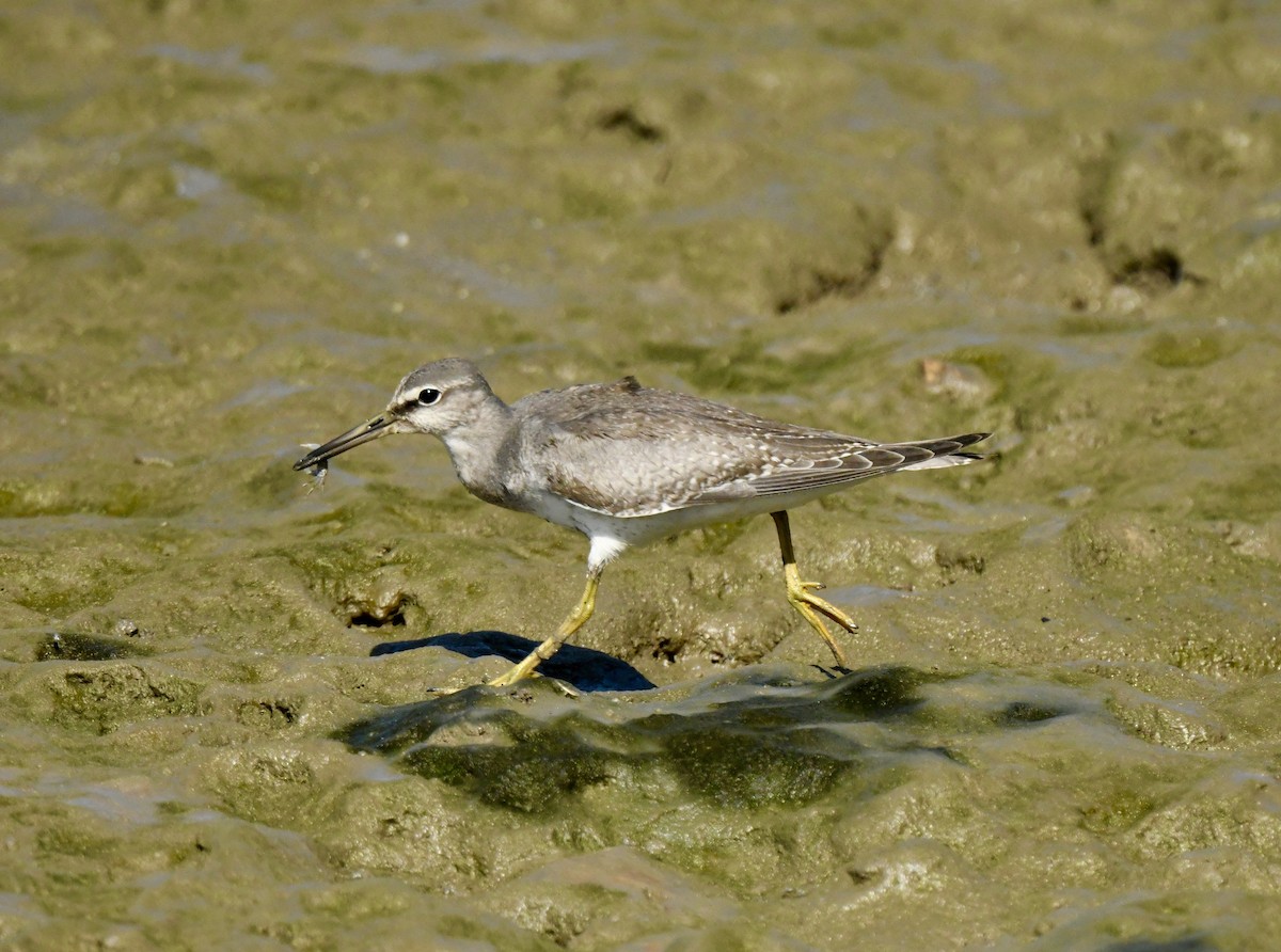 Gray-tailed Tattler - ML488560241