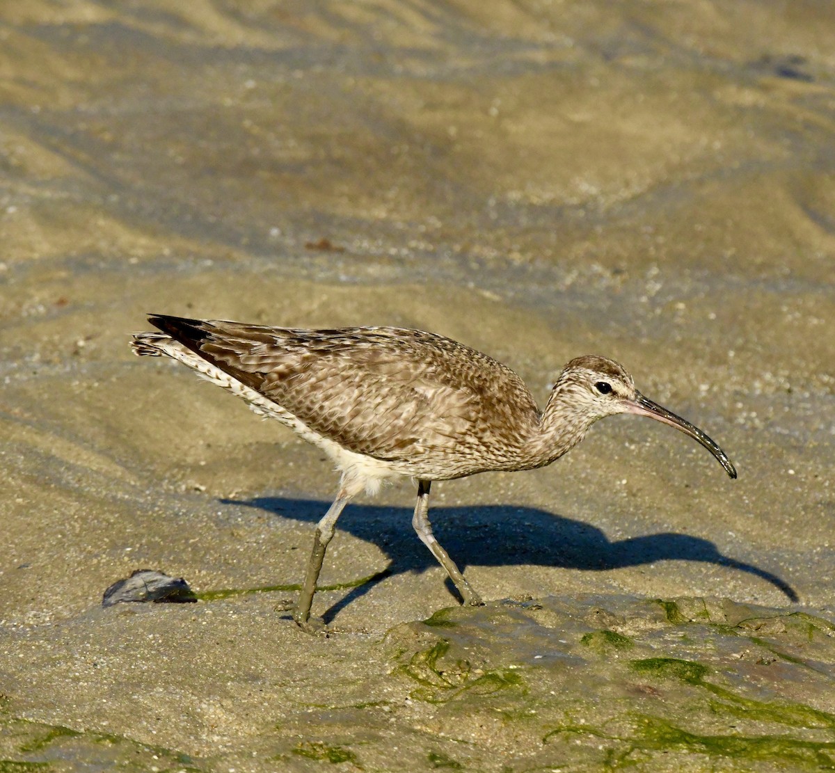 Chiurlo piccolo - ML488560281