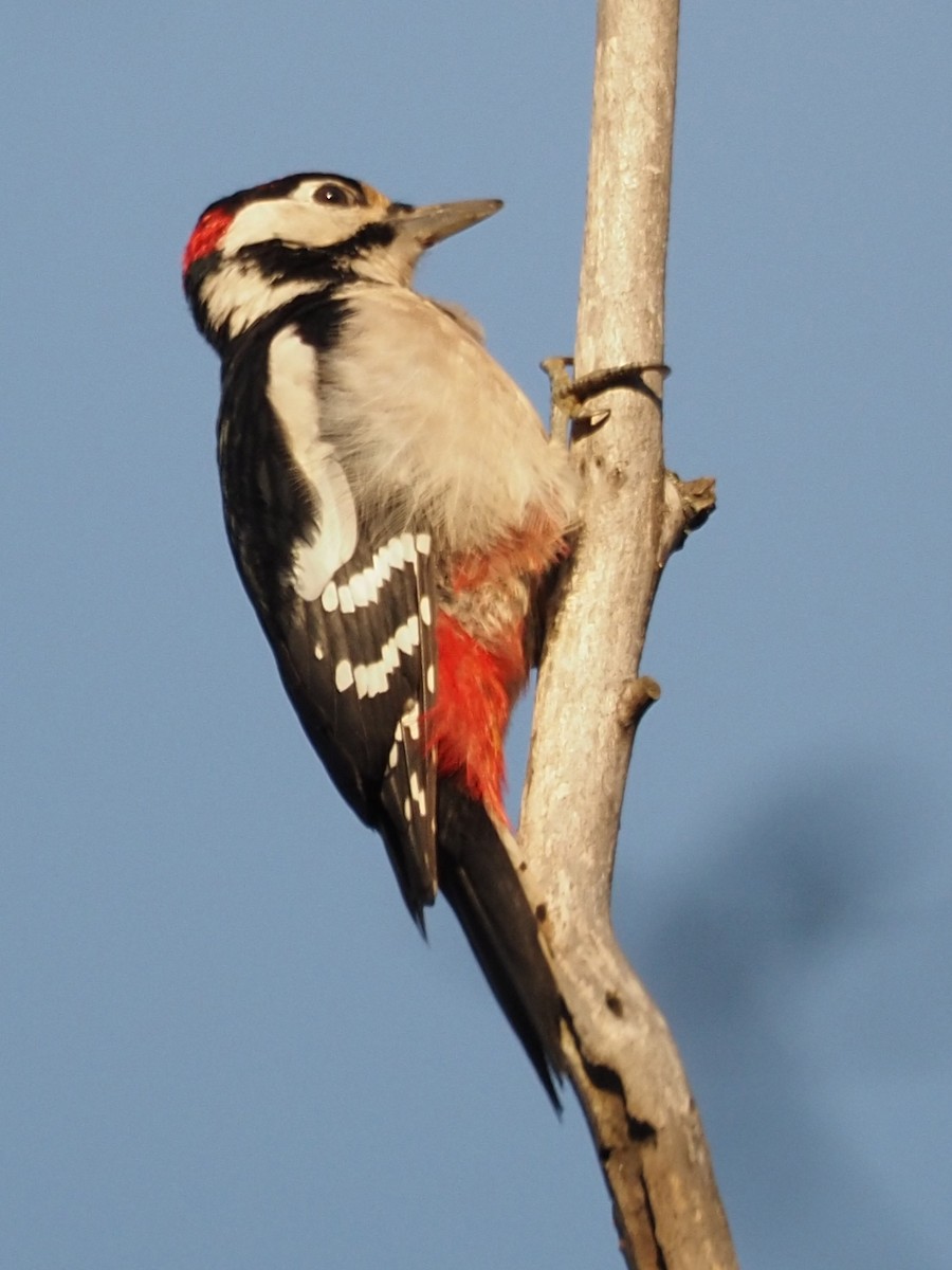 Great Spotted Woodpecker - ML488560311