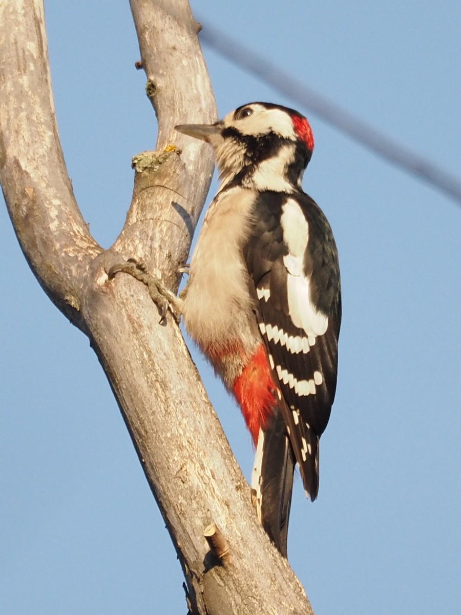 Great Spotted Woodpecker - ML488560371