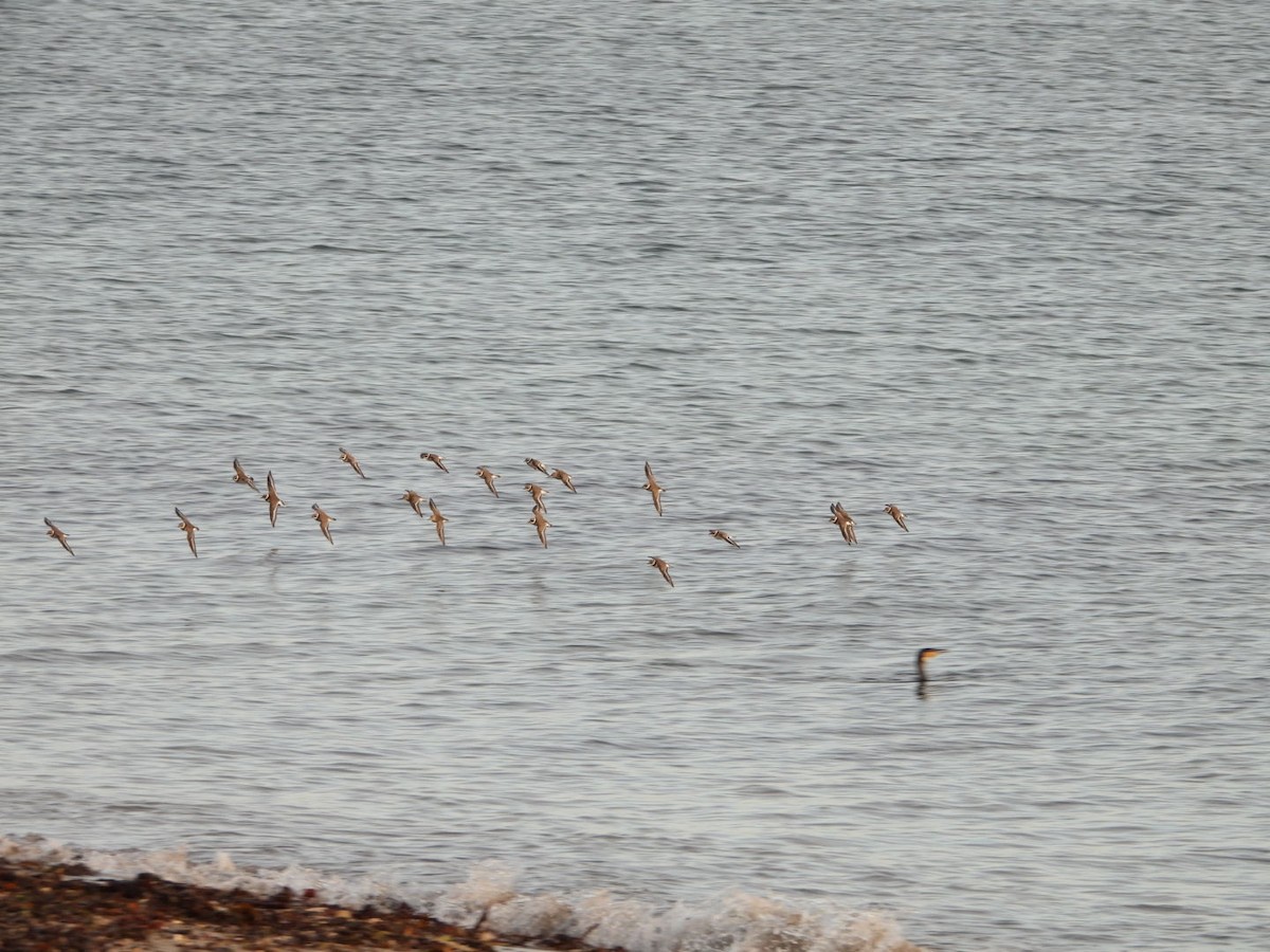 Dunlin - ML488561881