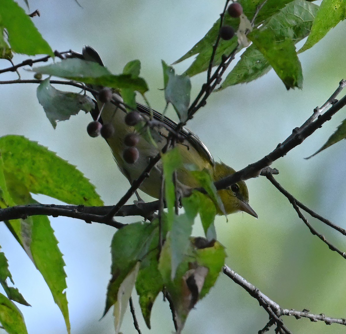 Braunkehl-Waldsänger - ML488562761