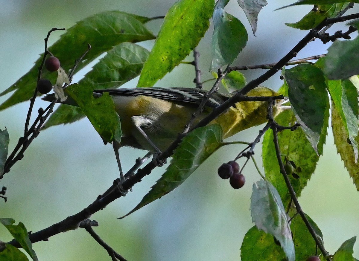 Braunkehl-Waldsänger - ML488562771