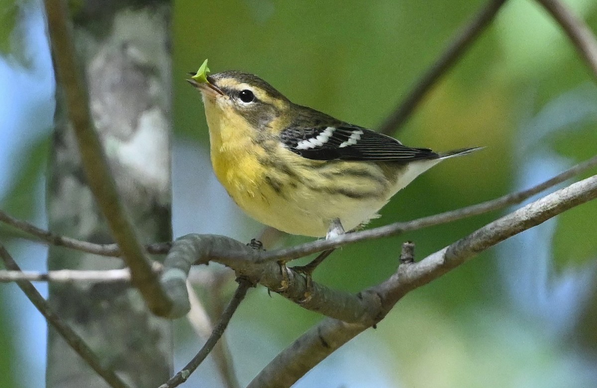 Blackburnian Warbler - ML488562801
