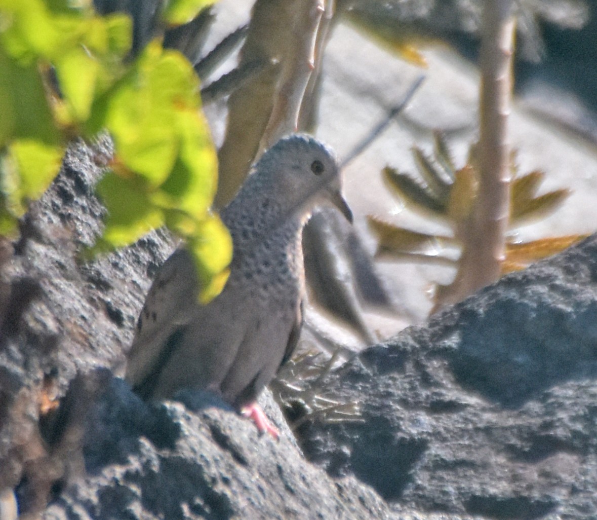 Common Ground Dove - ML48856411