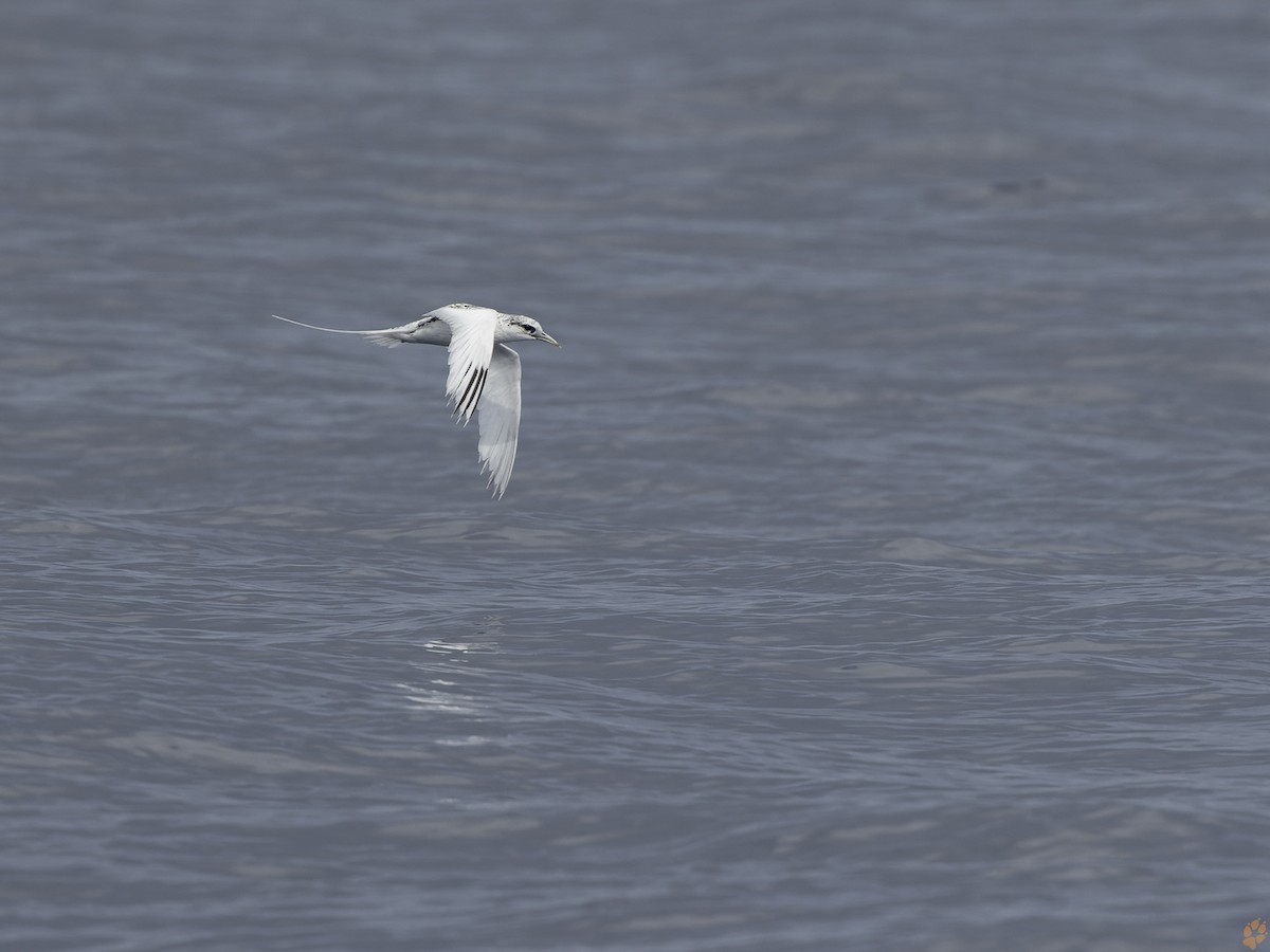 White-tailed Tropicbird - ML488565661