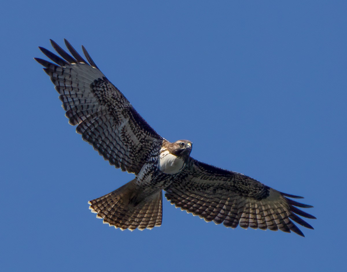 Red-tailed Hawk - Elizabeth Crouthamel