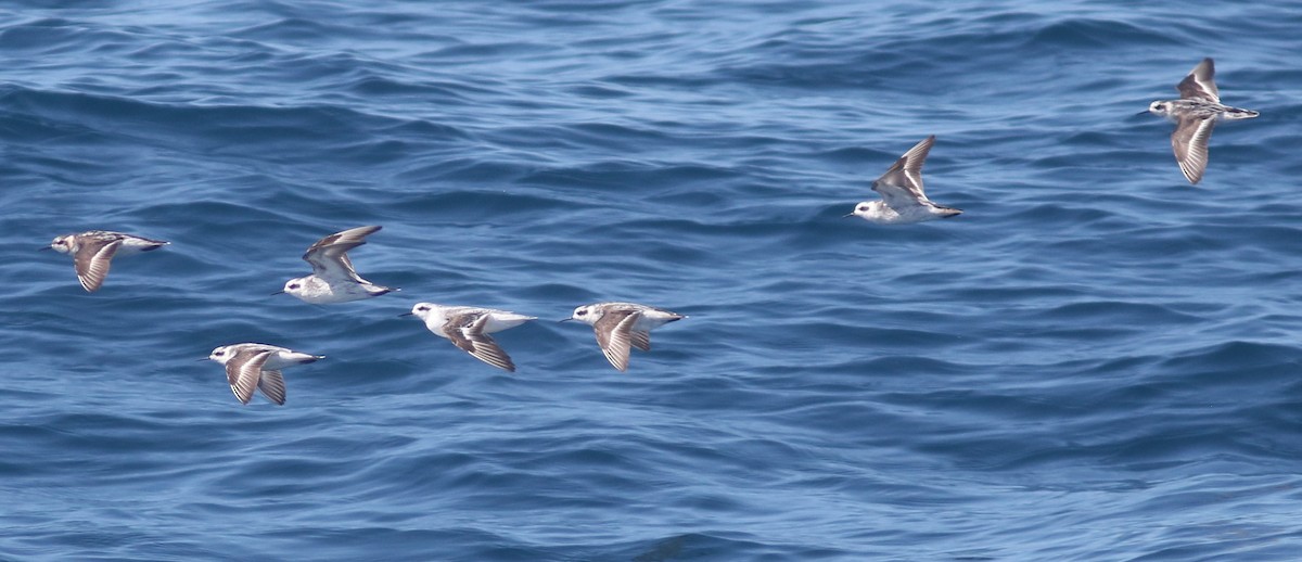 Phalarope à bec étroit - ML488565961