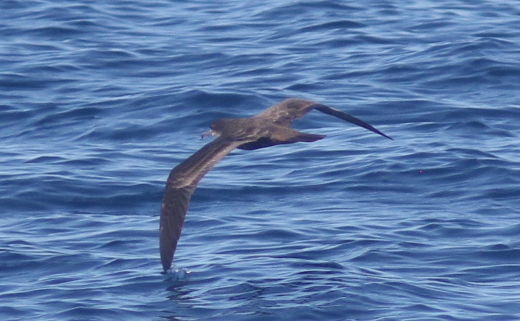 Wedge-tailed Shearwater - ML488566081