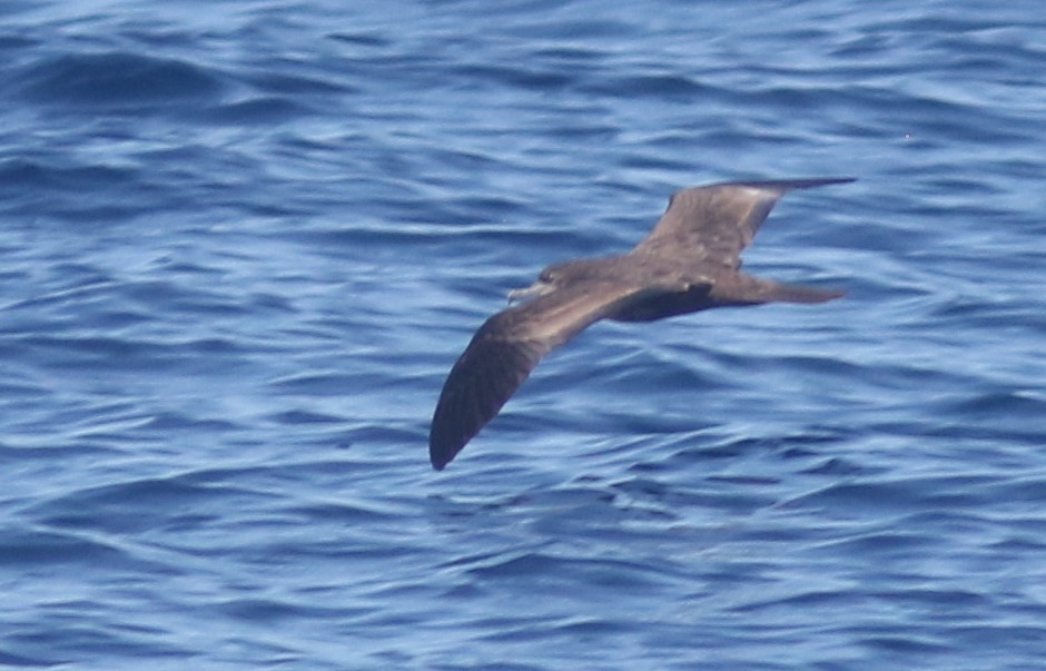 Wedge-tailed Shearwater - ML488566091