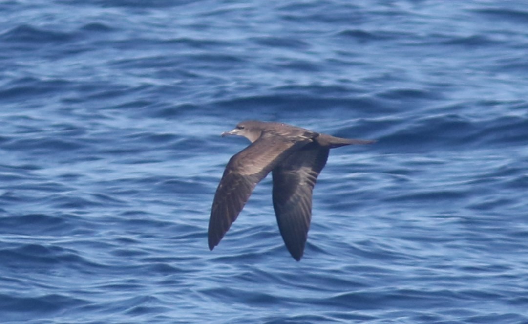 Wedge-tailed Shearwater - ML488566101