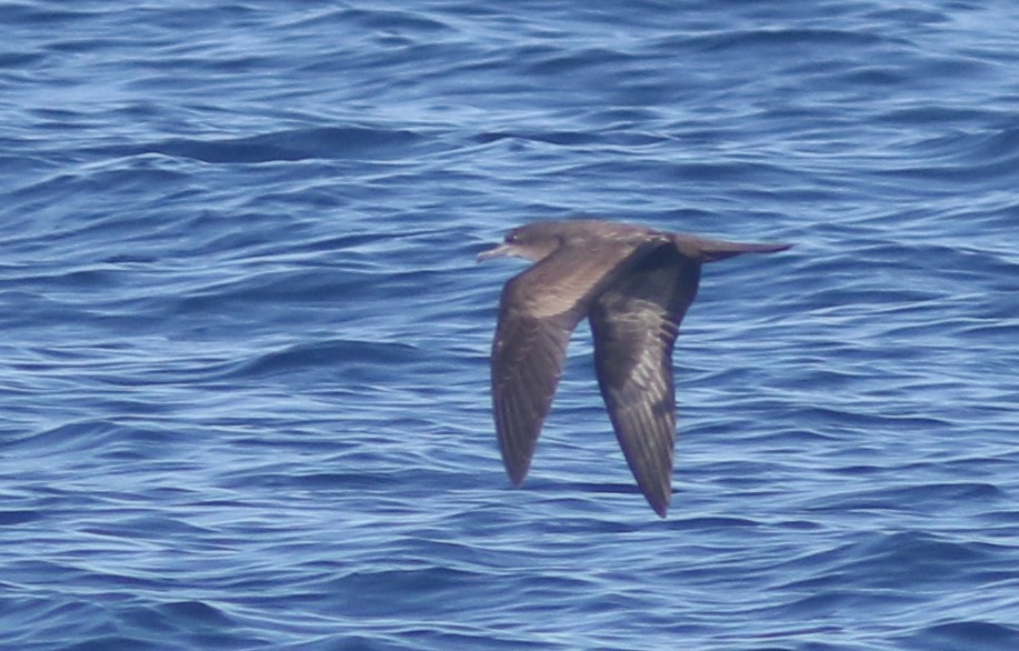 Wedge-tailed Shearwater - ML488566111